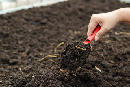 An elderly woman's hand holds a large spoon to shovel the ground. Grow organic lettuce in a small greenhouse. agricultural concept Healthy food. Jobs for the elderly in retirementの写真素材