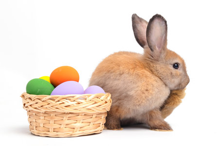 A cute little brown rabbit is on a white background. Concept of small mammals. Easterの写真素材