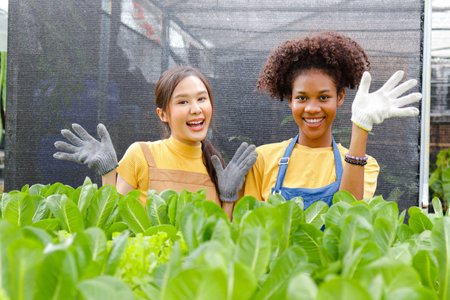 two women farming Grow fresh organic lettuce in the greenhouse farm. Smile and wave hello. Concept of modern farming. Clean, non-toxic food.の写真素材
