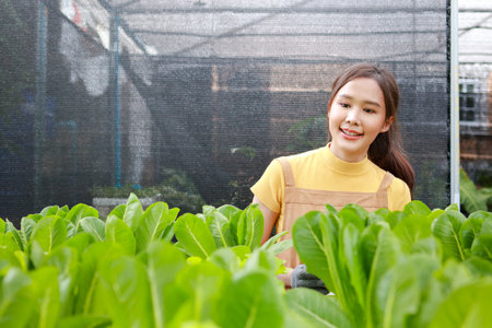 Beautiful Asian woman farming fresh organic vegetables. Inspecting the quality in the greenhouse farm. Concepts of modern farming. Clean, non-toxic food.の写真素材