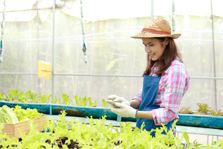 Asian female farmer using a smartphone to take pictures and check the quality of organic vegetables inside the greenhouse. Modern agricultural technology. Female business owner.の写真素材