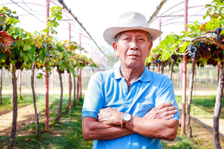 Portrait of an elderly Asian man in a grape farm. Modern farmer concept organic grape farming....