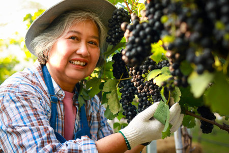 An elderly Asian female farmer farms vineyards in the countryside to produce quality wine. agriculture conceptの写真素材