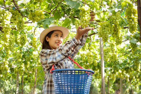 Asian female vineyard farmer uses shears to cut bunches of grapes to sell to customers. Food concept, modern farming.の写真素材