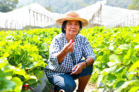Asian elderly woman touring an agricultural farm growing strawberries. Elderly female farmer holding strawberries. organic agriculture conceptの写真素材