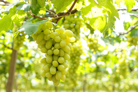 A large number of green grapes are on the vine near the time of cutting to sell to customers. Concepts of modern agriculture.の写真素材