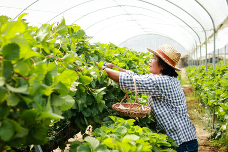 Elderly female farmer holding a basket of strawberries picking crops in a plantation farm. Asian elderly woman touring an agricultural farm. organic agriculture conceptの写真素材