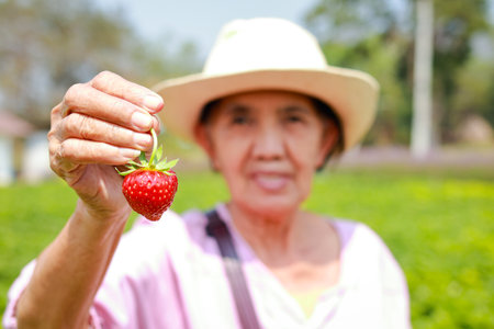 Asian elderly woman touring an agricultural farm growing strawberries. Elderly female farmer holding strawberries. organic agriculture conceptの写真素材