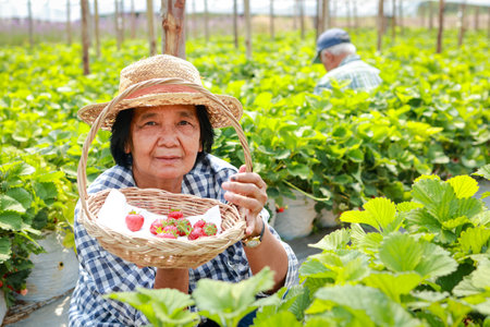 Elderly female farmer holding a basket of strawberries Sitting in the farm planting. Asian elderly woman touring an agricultural farm. organic agriculture conceptの写真素材