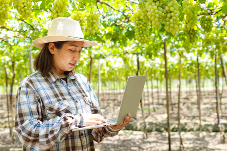 Asian female farmer in the vineyard using laptop computer to record agricultural data. Concept of...