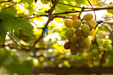 A large number of green grapes are on the vine near the time of cutting to sell to customers. Concepts of modern agriculture.の写真素材