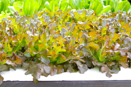 Lettuce grown with hydroponics system It is the cultivation of plants without using soil but using nutrient water. Vegetables are clean and chemical free. concept of modern agricultureの写真素材