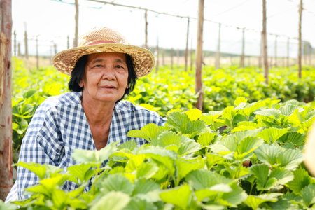 Asian elderly woman doing strawberry farm in rural area. Agricultural tourism. life in retirement. copy spaceの写真素材