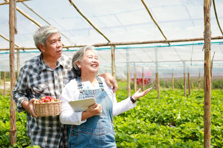 An elderly Asian couple working on a strawberry farm. Happy smiling standing in the greenhouse. Concept of modern agriculture. organic food. copy spaceの写真素材