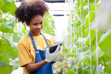 Female farmers in a greenhouse growing melons or cantaloupe checking product quality through tablet. Concept of modern agricultural technology. organic fruitの写真素材