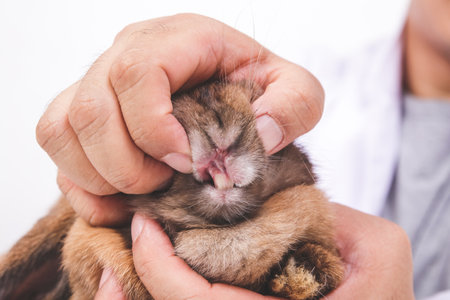 A veterinarian examines the teeth of a little brown rabbit. Small mammals. pet healthの写真素材