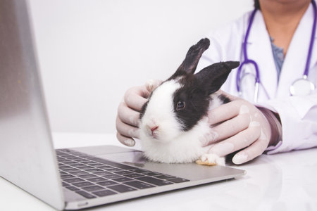 A veterinarian examines the health of a black and white rabbit. Small mammals. pet healthの写真素材