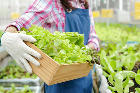 Asian women grow organic lettuce in a greenhouse. Agribusiness concept.の写真素材