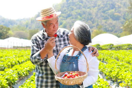 Asian elderly couple farming strawberry Standing in the plantation field. Agricultural concept. Agricultural tourism. sweet fruitの写真素材