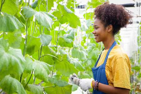 Beautiful smiling black female farmer working in a greenhouse growing sweet melons. concept of...