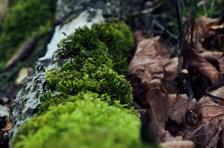 Common moss in the forestの写真素材