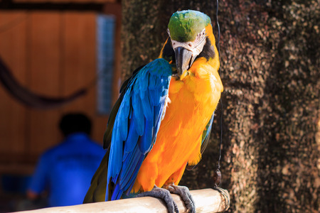 Colorfull parrot near the brown tree