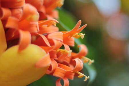 Flower coの写真素材