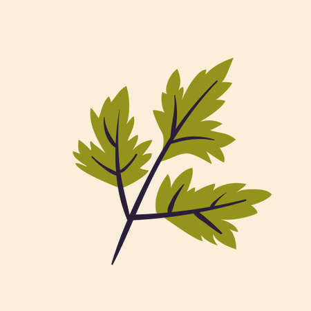 cilantro leaf design vector flat objectsのイラスト素材