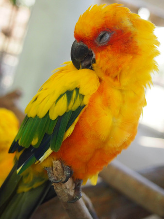 Parrot