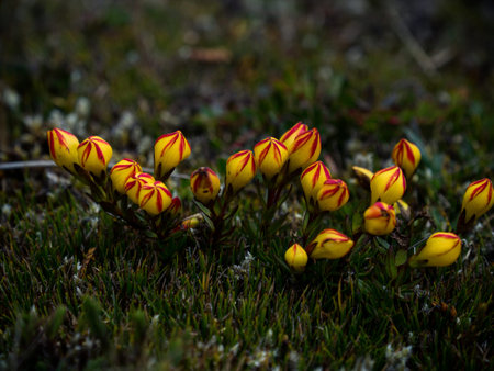 Gentianella hirculus endemic flower growing in El Cajas National Park near Cuenca in the Andes...