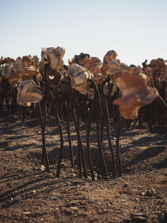 Metal white brown rose flower plant art installation at Huanchaca Ruins Museum in Antofagasta Chileの写真素材