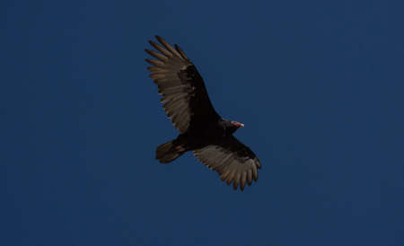 Turkey vulture cathartes aura seen from below mid flight near La Portada Antofagasta Chile South Americaの写真素材