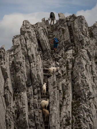 White domestic Appenzell goats follows hiker on steep rocky trekking path trail Saentis Santis...