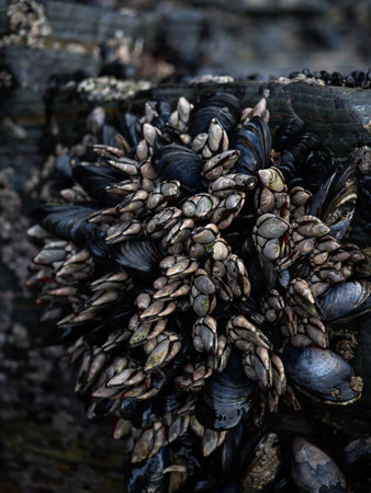 Goose neck barnacle Pollicipes pollicipes percebes growing on mytilidae covered rocks Praia as Catedrais Galicia Spainの写真素材