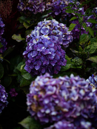 Blue purple violet hydrangea macrophylla flowering plant with wet rain water drops at Casa del Arbol...
