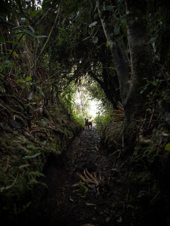 Dog waiting at end of a tree plant tunnel on hiking trail track path walkway near Casa del Arbol Banos Ecuadorの写真素材