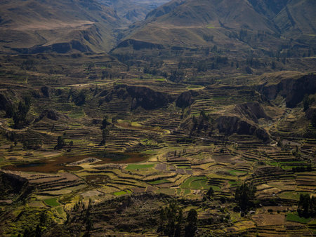 Panoramic view of pre inca stepped terraces anden farming agriculture in Colca Canyon valley Arequipa andes Peruの写真素材