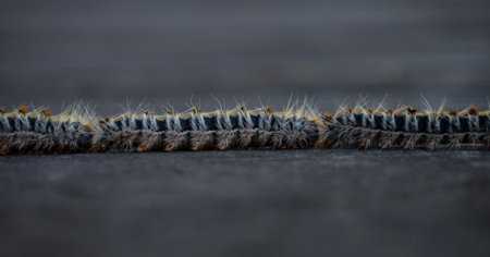 Closeup macro of Pine processionary Thaumetopoea pityocampa moth caterpillar insect larvae procession in Andalusia Spainの写真素材