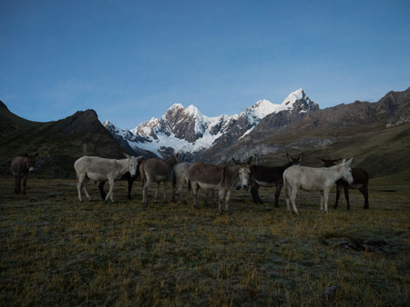 Donkeys mule herd idyllic alpine andes mountain panorama scenery in Cordillera Huayhuash Circuit Ancash Huanuco Peruの写真素材