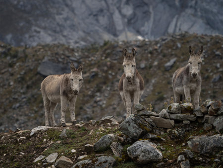 Donkeys mule herd idyllic alpine andes mountain panorama scenery in Cordillera Huayhuash Circuit...