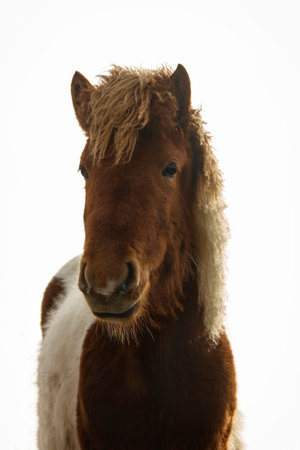 Closeup head face portrait of typical wild Icelandic horse pony breed farm animal in Icelandの写真素材