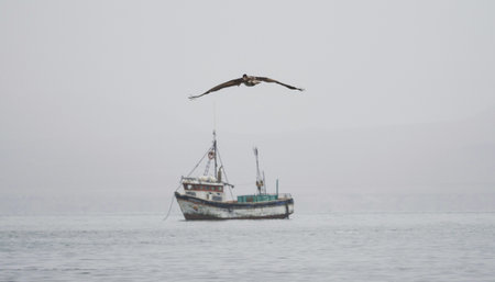 Maritime seascape of flying pelican with typical fishing boat at Paracas harbor port pacific ocean Peru South Americaの写真素材