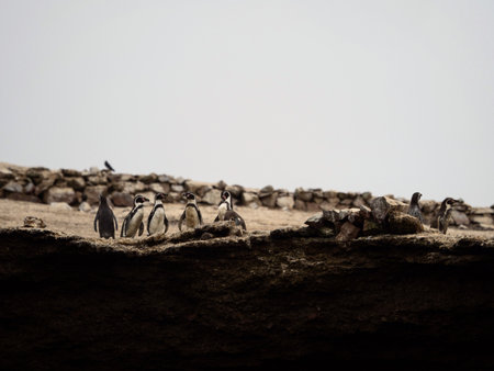 Panorama view of Humboldt penguin Spheniscus humboldti group on Islas Ballestas Island Paracas Peru South Americaの写真素材