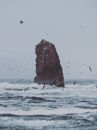 Islas Ballestas Islands pacific rock formation peruvian booby cormorants bird marine wildlife Paracas Peru South Americaの写真素材