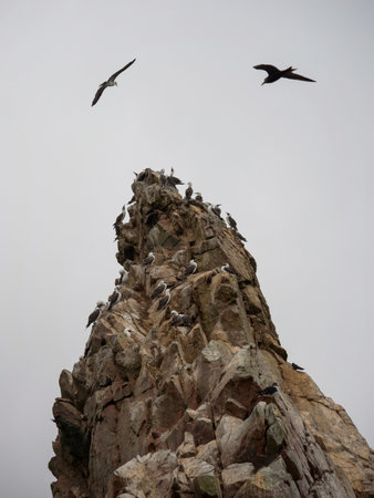 Peruvian booby boobies Sula variegata marine bird wildlife at Islas Ballestas Islands rock Paracas Peru South Americaの写真素材