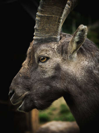 Closeup head face portrait of alpine ibex Capra steinbock wild mountain goat on Pfaender Bregenz...
