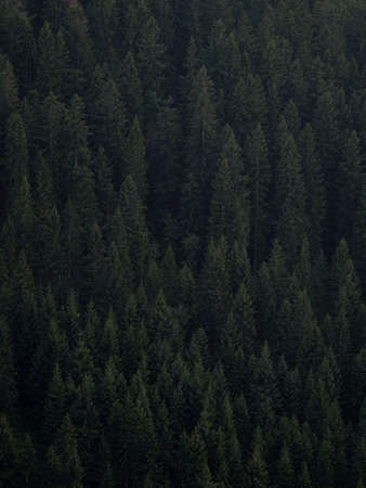 Dark green background pattern of lush green pine tree plants forest in Berchtesgaden Bavaria Germany...