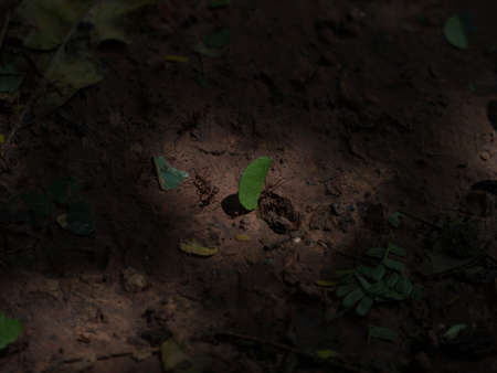 Closeup view of strong ants carrying green leaf pieces on Amazon rainforest jungle ground in Tarapoto, Peru, South Americaの写真素材
