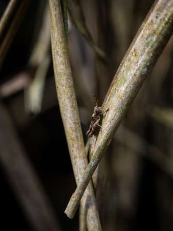 Closeup detail selective focus of grasshopper insect in Amazon rainforest jungle sauce lagoon Tarapoto Peru South Americaの写真素材