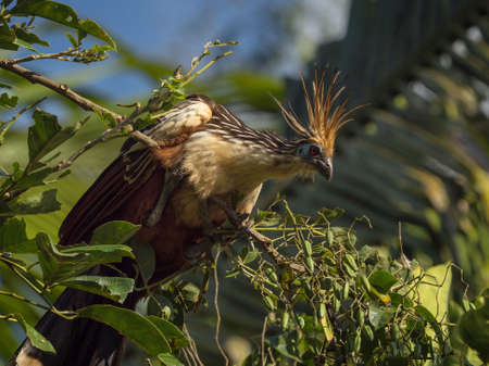 Closeup view of exotic colorful Hoatzin bird Opisthocomus hoazin sitting in lush green tropical Amazon rainforest trees Sauce Lagoon Tarapoto Peru South Americaの写真素材
